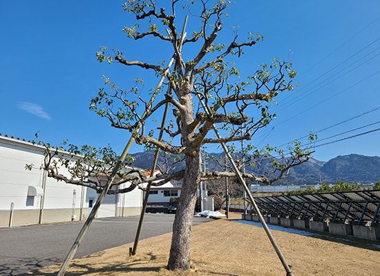 剪定・伐採・緑地管理